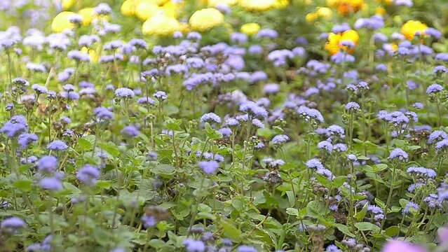 Ageratum mexican Leda. Landscape design, the beauty of summer