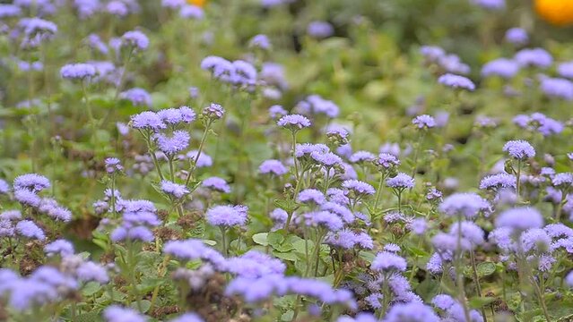 Ageratum mexican Leda. Landscape design, the beauty of summer
