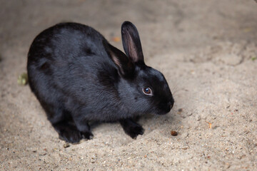 The black hare close-up sitting on the sand 2023 is the year of the black rabbit. Pet.