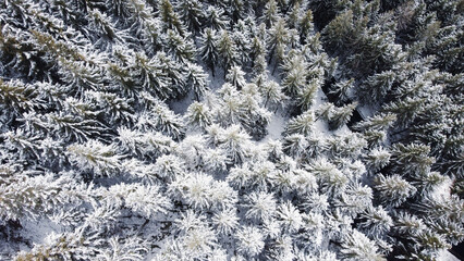 Aerial high angle view of coniferous forest covered with snow. Winter landscape with evergreen trees, top view. Abstract natural background.