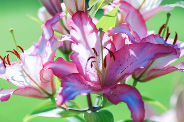 Fototapeta premium Blooming purple plant Lilia