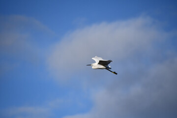 White egret, Kilkenny, Ireland