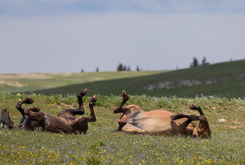 Wild Horses in the Pryor Mountains Montana in Summer