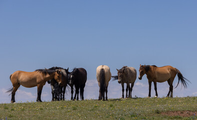 Wild Horses in the Pryor Mountains Montana in Summer