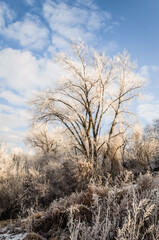 The bank of the Danube river covered with snow. Frozen, snow-covered banks of the Danube River below the Petrovaradin Fortress, Vojvodina, Novi Sad, Petrovaradin, Serbia.