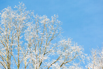 Treetops covered with snow under clear blue sky