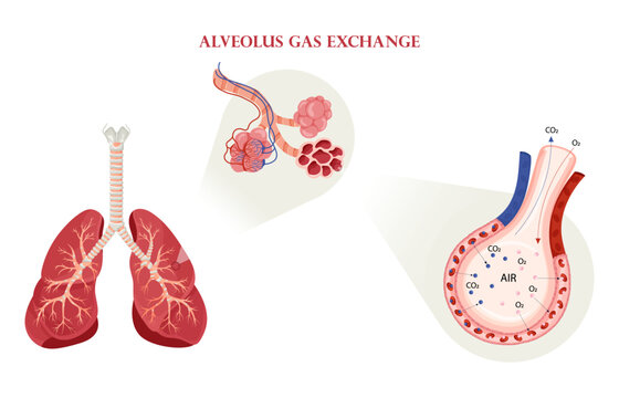 Alveolus gas exchange in lungs scheme
