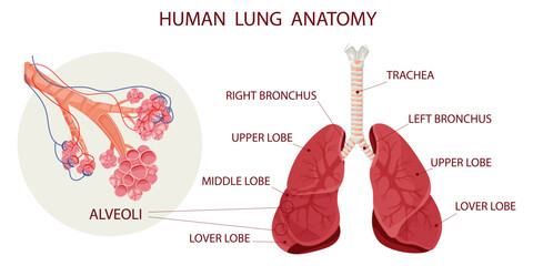 Alveoli with vessels in lungs