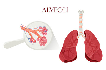 Lungs with detailed alveoli structure