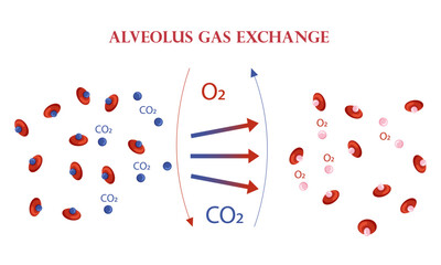 Oxygen and carbon dioxide exchange scheme in alveoli scheme