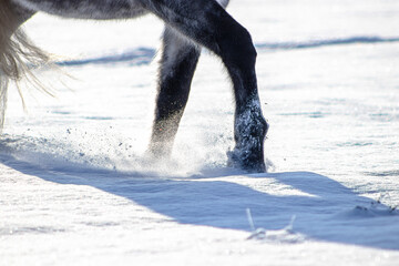 Horse wandering through the snow. Close up of fluffy fron feet in the deep snow in the shadow.