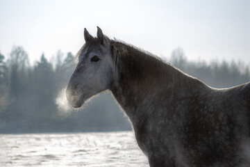 Gray horse nose outside in the winter. Close up of the whiskers in ice.