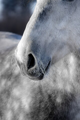Gray horse nose outside in the winter. Close up of the whiskers in ice.