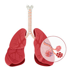 Lungs anatomy with detailed alveolus structure