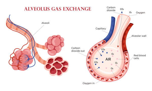 Alveoli oxygen and carbon dioxide exchange in lungs