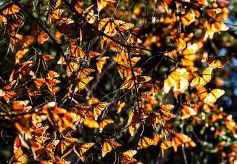 Monarch butterflies (Danaus plexippus) are sitting on branches in the forest in the park El Rosario, Reserve of the Biosfera Monarca. Angangueo, State of Michoacan, Mexico