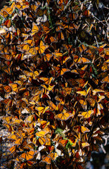 Big colony of Monarch butterflies  (Danaus plexippus) close-up in the forest in the park El Rosario, Reserve of the Biosfera Monarca. Angangueo, State of Michoacan, Mexico.