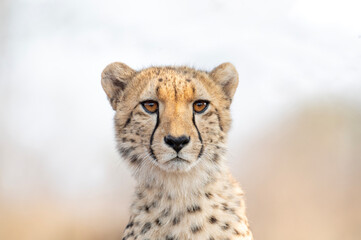 Portrait of a cheetah in South Africa