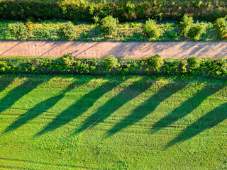 Aerial shot of a lonely road with autumnal trees. Cultivated fields, agriculture, sunset shadows, up high shot. High quality photo