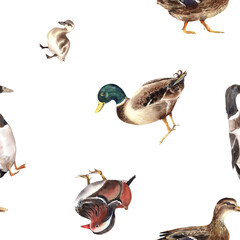 Duck village, american pekin seamless patterns. Mandarin, mallard, duckling, animals farm, zoo. Cute birds. clipart
 Stock illustration. Hand painted in watercolor.