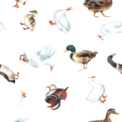 Obraz premium Duck village, american pekin seamless patterns. Mandarin, mallard, duckling, animals farm, zoo. Cute birds. clipart Stock illustration. Hand painted in watercolor.
