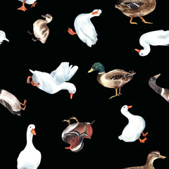 Fototapeta premium Duck village, american pekin seamless patterns. Mandarin, mallard, duckling, animals farm, zoo. Cute birds. clipart Stock illustration. Hand painted in watercolor.