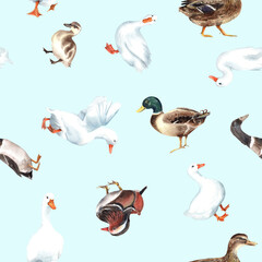 Duck village, american pekin seamless patterns. Mandarin, mallard, duckling, animals farm, zoo. Cute birds. clipart
 Stock illustration. Hand painted in watercolor.