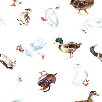 Duck village, american pekin seamless patterns. Mandarin, mallard, duckling, animals farm, zoo. Cute birds. clipart
 Stock illustration. Hand painted in watercolor.