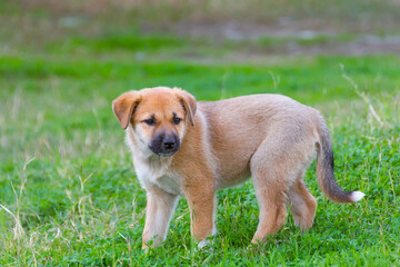 Adorable mixed breed puppy in the summer grass.