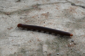 millipede