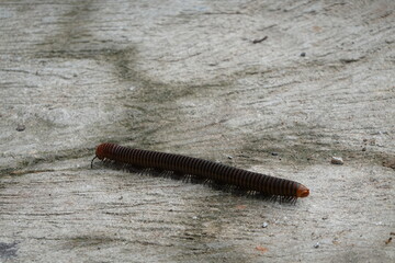 millipede
