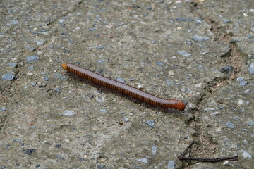 millipede