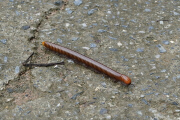 millipede