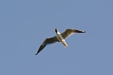 Black-headed gull in flight on a clear blue sky, view from below - Chroicocephalus ridibundus