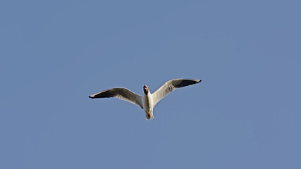 Fototapeta na wymiar Black-headed gull in flight on a clear blue sky, view from below - Chroicocephalus ridibundus
