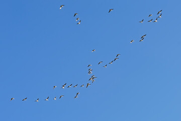 Formatiohn of Canada geese in flight, low angle view - Branta canadensis 