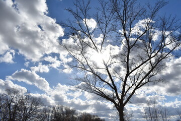 Sun in the Clouds Over a Bare Tree