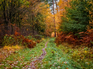 Trampelpfad im Sachsenwald im Herbst nach dem Regenschauer 