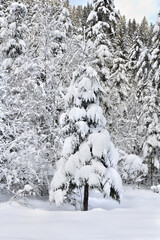 Spruce, Christmas tree in snow during snowfall. Winter landscape with of fir forest