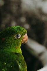 Brazilian Bird 🇧🇷