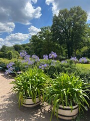 African lilly bulbs (agapanthus) in to the big pots