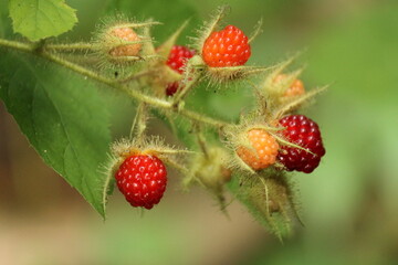 wineberry