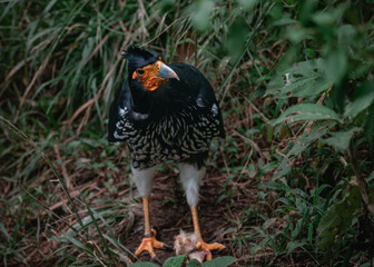 pheasant in the grass