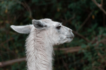 close up of a white alpaca llama