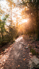 Fototapeta premium Autumn view in the Añisclo canyon in the Natural Park of Ordesa y Monte Perdido, with the Rio Bellos in the province of Huesca, Aragon. Spain. 