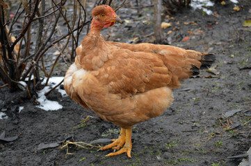 chickens in the village in autumn