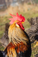 Rooster with blurred hens © Adrian White