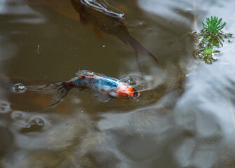 fish in the water