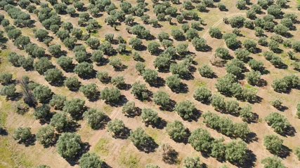 Papier Peint photo Lavable Arbres Aerial shot of olive trees fields in mainland Greece