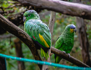 blue and yellow parrot in three couple
